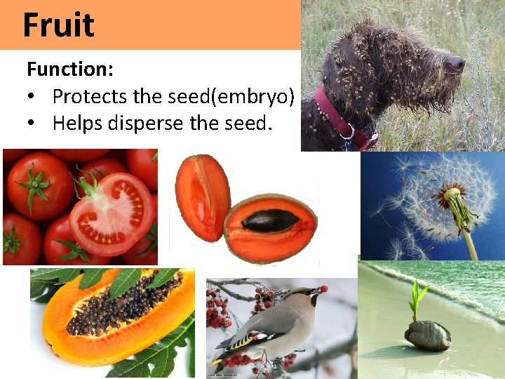 Fruit Function: • Protects the seed(embryo) • Helps disperse the seed. 