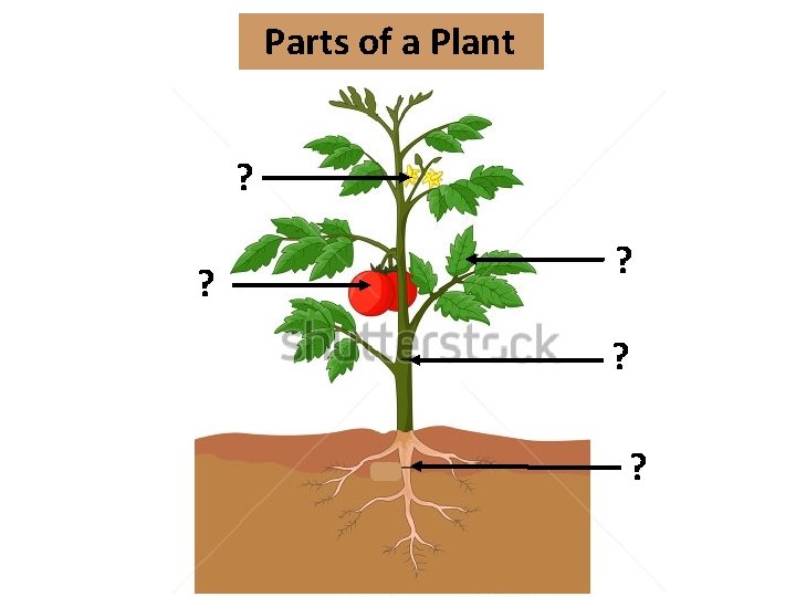 Parts of a Plant ? ? ? 