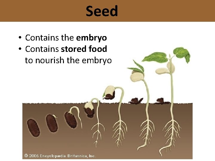 Seed • Contains the embryo • Contains stored food to nourish the embryo 