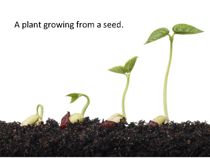 A plant growing from a seed. 