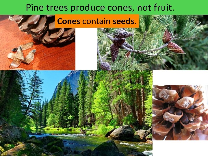 Pine trees produce cones, not fruit. Cones contain seeds. 