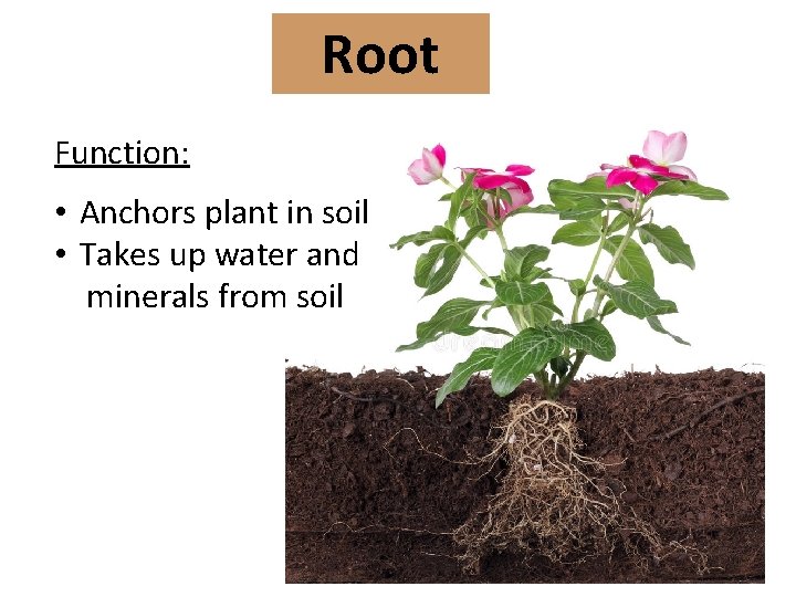 Root Function: • Anchors plant in soil • Takes up water and minerals from
