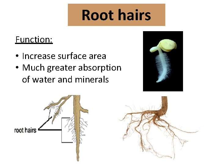 Root hairs Function: • Increase surface area • Much greater absorption of water and