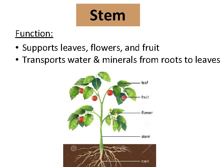 Stem Function: • Supports leaves, flowers, and fruit • Transports water & minerals from