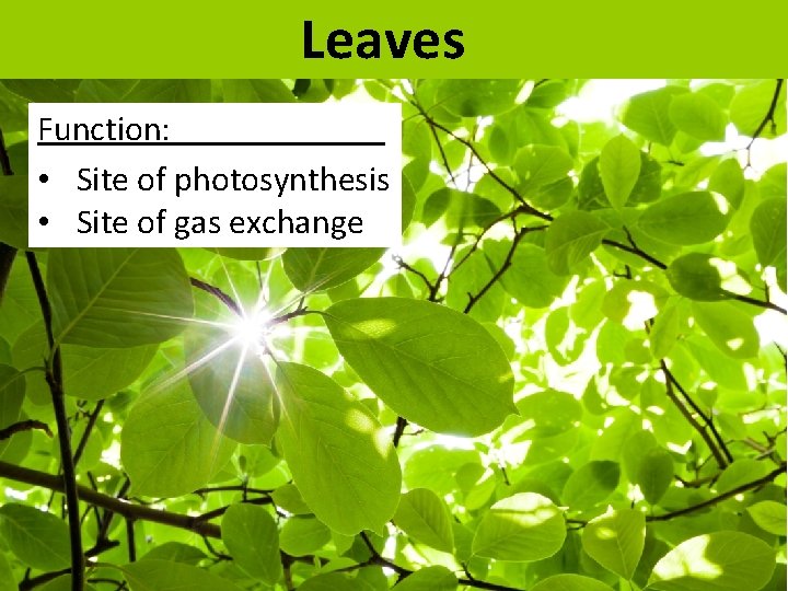 Leaves Function: • Site of photosynthesis • Site of gas exchange 