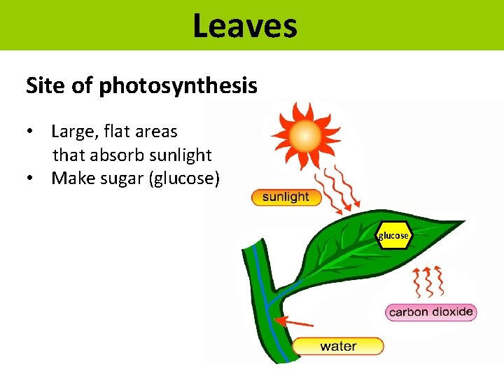Leaves Site of photosynthesis • Large, flat areas that absorb sunlight • Make sugar