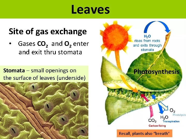 Leaves Site of gas exchange • Gases CO 2 and O 2 enter and