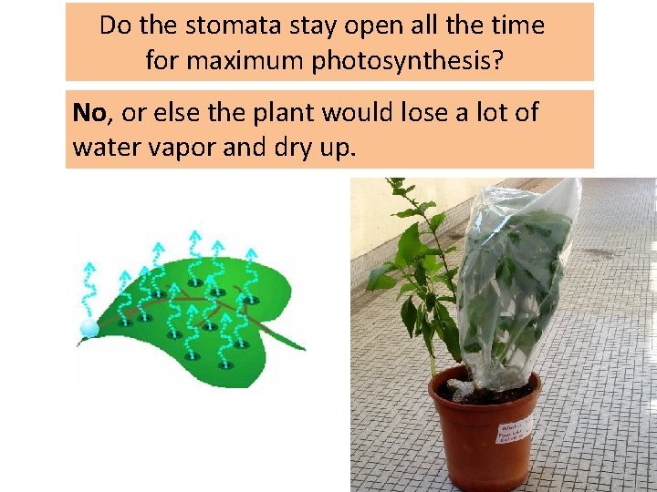 Do the stomata stay open all the time for maximum photosynthesis? No, or else