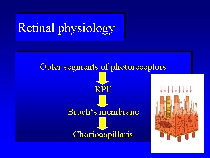 Retinal physiology Outer segments of photoreceptors RPE Bruch‘s membrane Choriocapillaris 