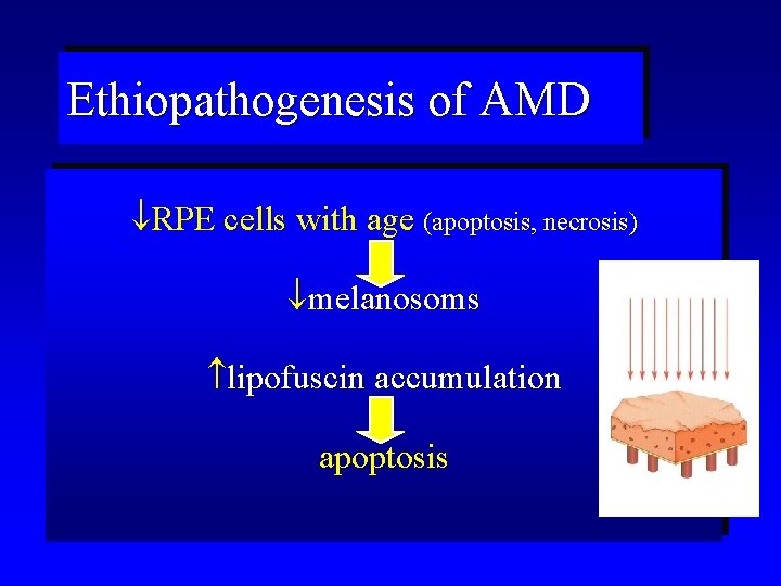 Ethiopathogenesis of AMD RPE cells with age (apoptosis, necrosis) melanosoms lipofuscin accumulation apoptosis 