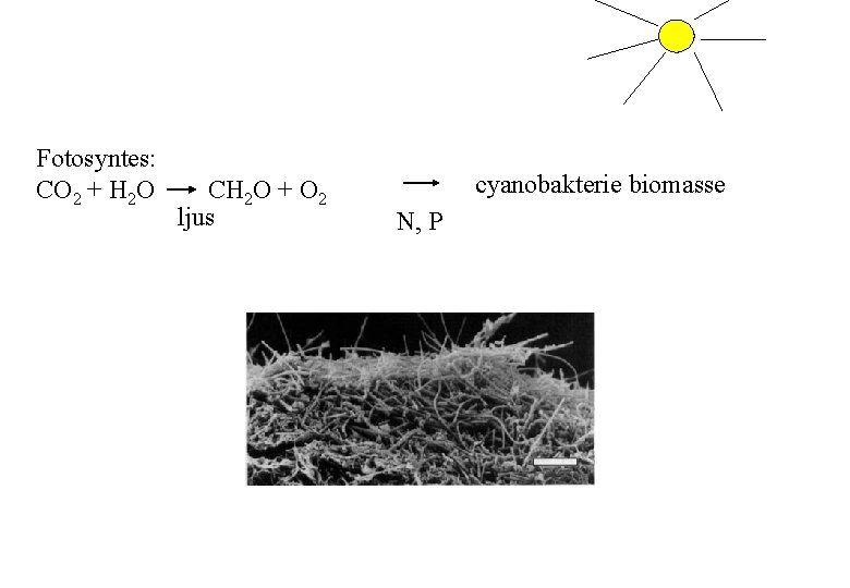 Fotosyntes: CO 2 + H 2 O CH 2 O + O 2 ljus