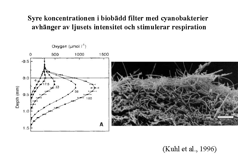 Syre koncentrationen i biobädd filter med cyanobakterier avhänger av ljusets intensitet och stimulerar respiration