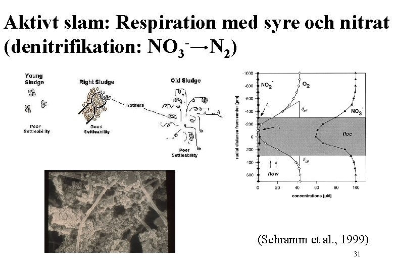 Aktivt slam: Respiration med syre och nitrat (denitrifikation: NO 3 - N 2) (Schramm