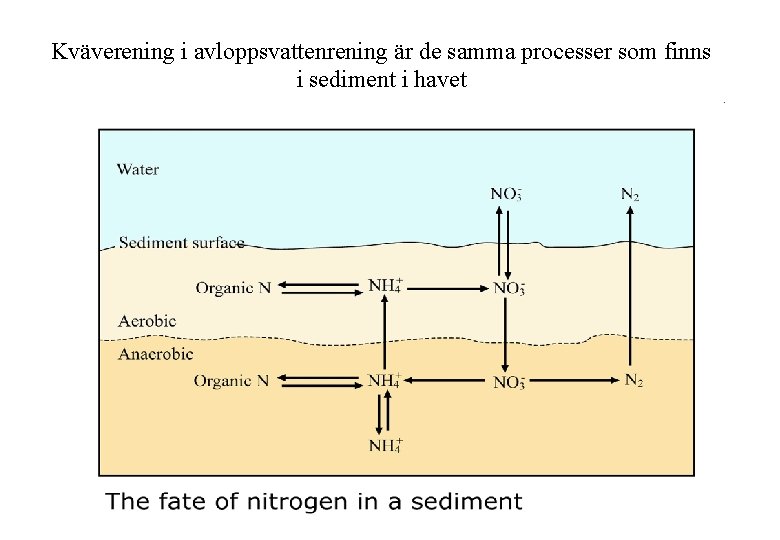 Kväverening i avloppsvattenrening är de samma processer som finns i sediment i havet 33