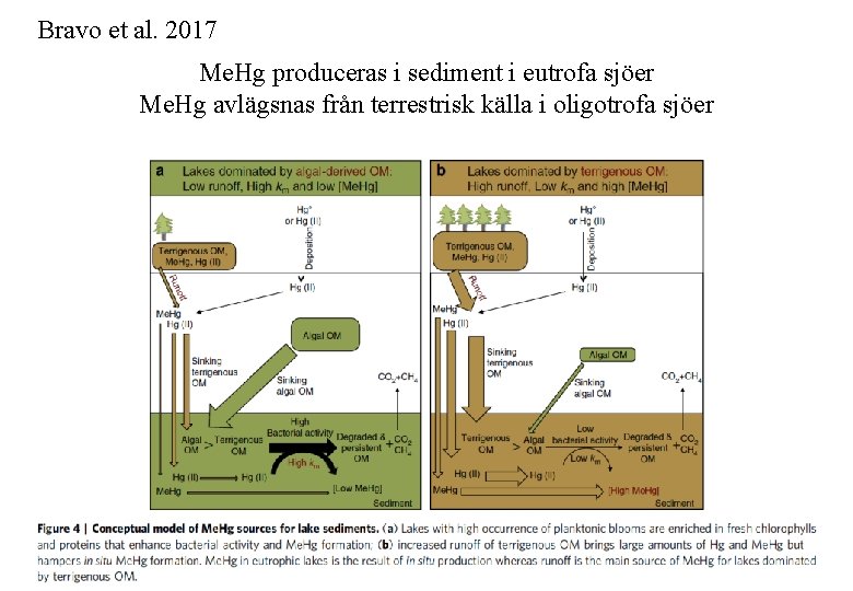 Bravo et al. 2017 Me. Hg produceras i sediment i eutrofa sjöer Me. Hg
