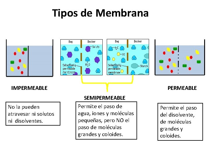 Tipos de Membrana IMPERMEABLE No la pueden atravesar ni solutos ni disolventes. PERMEABLE SEMIPERMEABLE