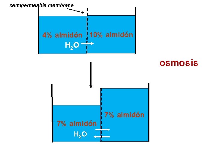 semipermeable membrane 4% almidón 10% almidón H 2 O osmosis 7% almidón H 2
