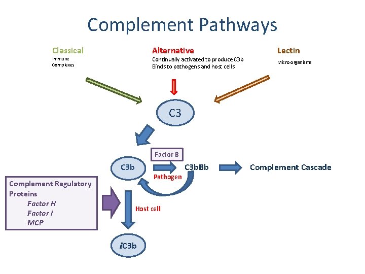 Complement Pathways Classical Alternative Continually activated to produce C 3 b Binds to pathogens Complement Pathways Classical Alternative Continually activated to produce C 3 b Binds to pathogens
