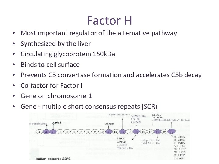 Factor H • • Most important regulator of the alternative pathway Synthesized by the Factor H • • Most important regulator of the alternative pathway Synthesized by the