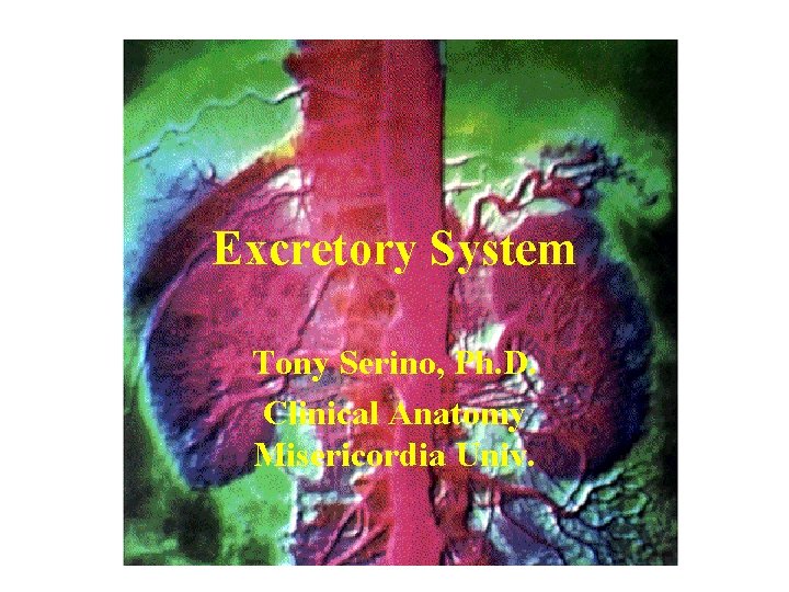 Excretory System Tony Serino, Ph. D. Clinical Anatomy Misericordia Univ. 