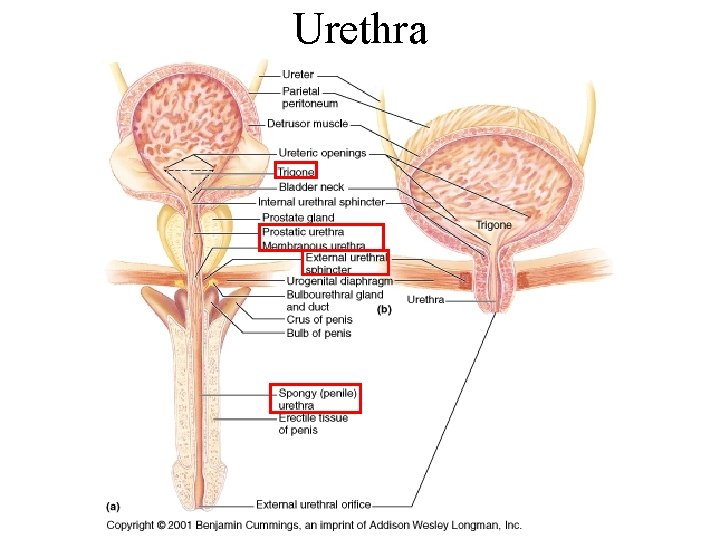 Urethra 