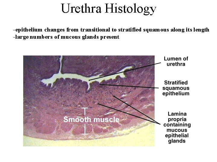 Urethra Histology -epithelium changes from transitional to stratified squamous along its length -large numbers