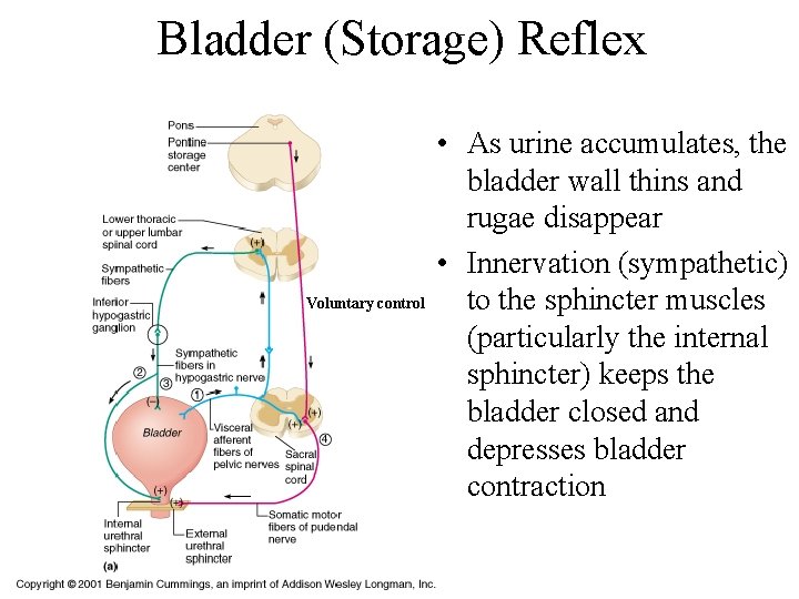 Bladder (Storage) Reflex Voluntary control • As urine accumulates, the bladder wall thins and