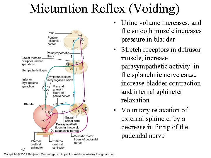 Micturition Reflex (Voiding) • Urine volume increases, and the smooth muscle increases pressure in