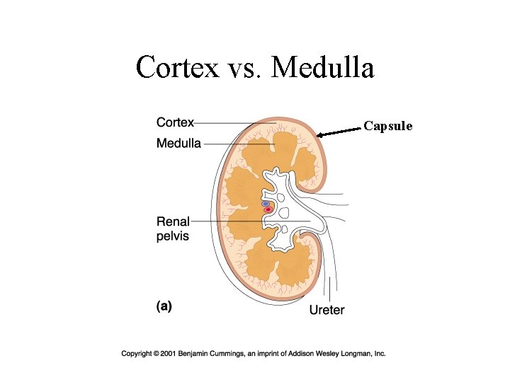 Cortex vs. Medulla Capsule 