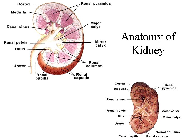 Anatomy of Kidney 