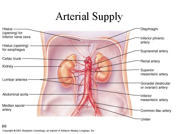 Arterial Supply 