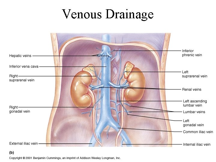 Venous Drainage 