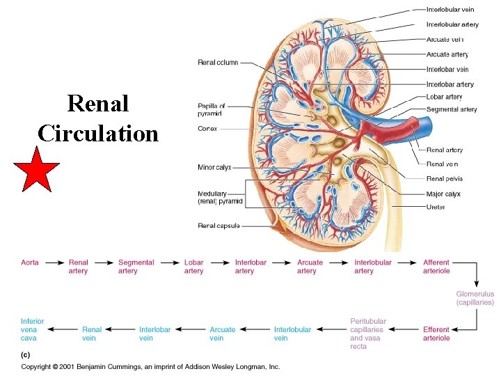 Renal Circulation 