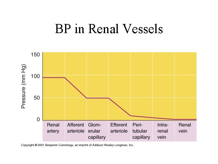 BP in Renal Vessels 