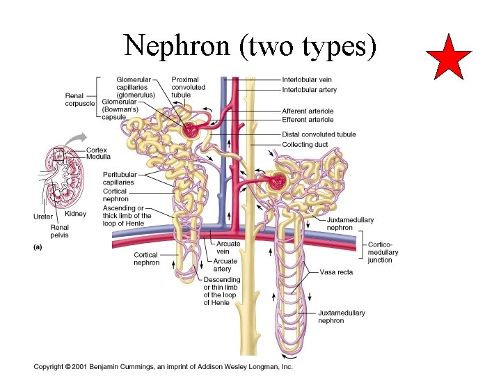 Nephron (two types) 