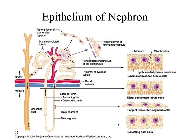 Epithelium of Nephron 