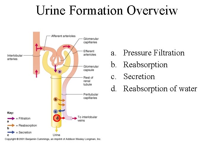 Urine Formation Overveiw a. b. c. d. d Pressure Filtration Reabsorption Secretion Reabsorption of