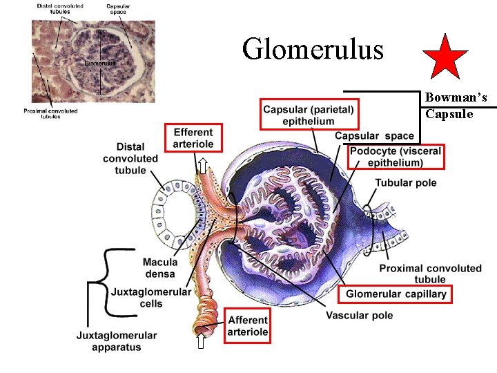 Glomerulus Bowman’s Capsule 