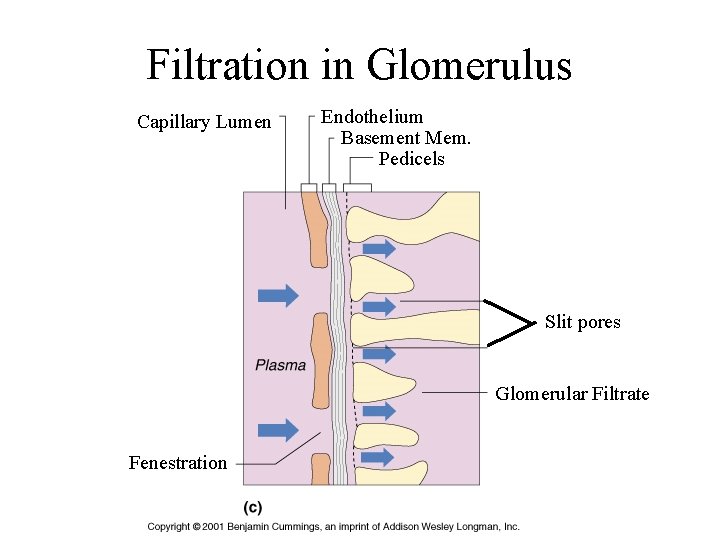 Filtration in Glomerulus Capillary Lumen Endothelium Basement Mem. Pedicels Slit pores Glomerular Filtrate Fenestration