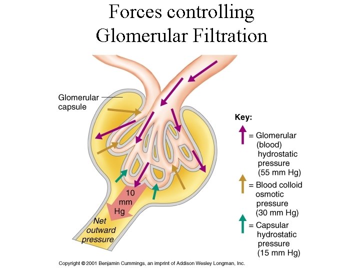 Forces controlling Glomerular Filtration 