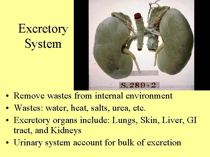 Excretory System • Remove wastes from internal environment • Wastes: water, heat, salts, urea,