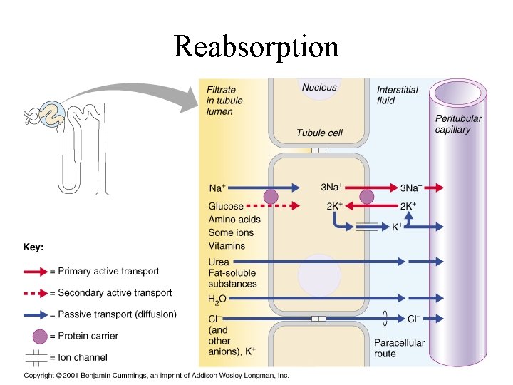 Reabsorption 