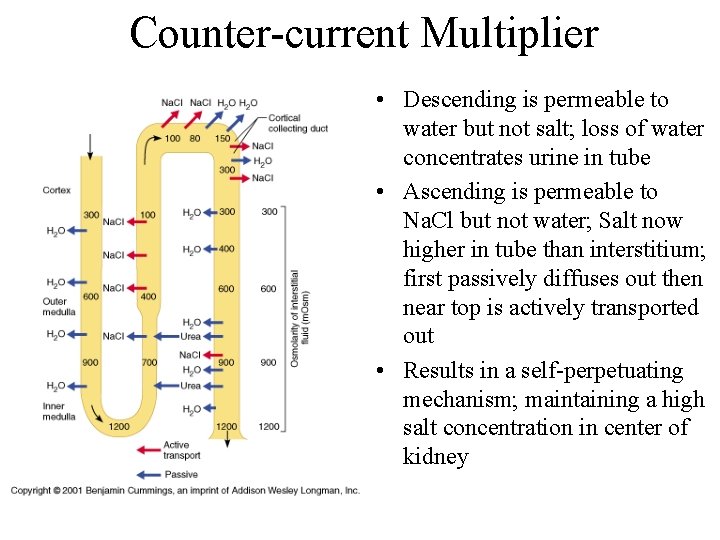 Counter-current Multiplier • Descending is permeable to water but not salt; loss of water