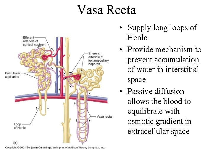 Vasa Recta • Supply long loops of Henle • Provide mechanism to prevent accumulation
