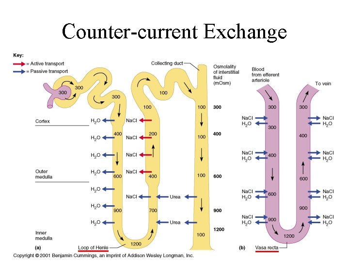 Counter-current Exchange 