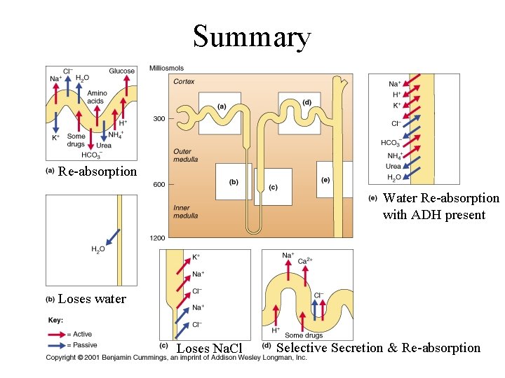 Summary Re-absorption Water Re-absorption with ADH present Loses water Loses Na. Cl Selective Secretion