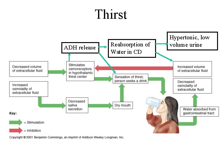Thirst ADH release Reabsorption of Water in CD Hypertonic, low volume urine 