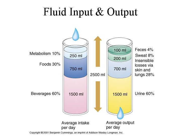 Fluid Input & Output 