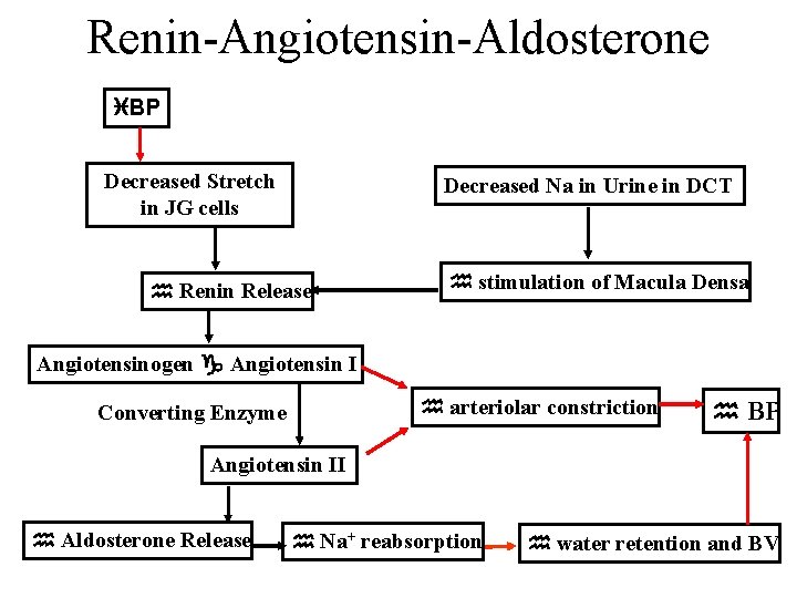Renin-Angiotensin-Aldosterone i. BP Decreased Stretch in JG cells Decreased Na in Urine in DCT