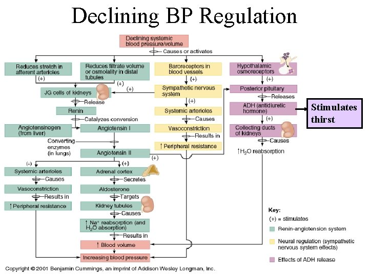 Declining BP Regulation Stimulates thirst 